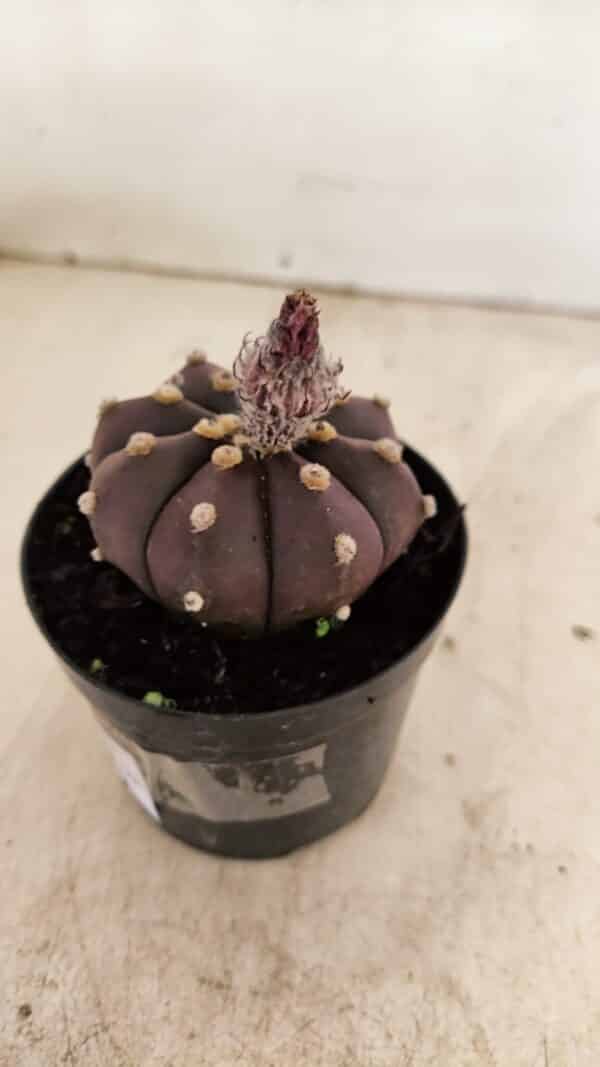 ASTROPHYTUM ASTERIAS “Purple”  Nº 989 – vaso 09 - Imagem 7
