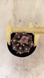ASTROPHYTUM ASTERIAS “Purple”  Nº 989 – vaso 09 - Imagem 3
