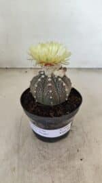 ASTROPHYTUM ASTERIAS “Purple”  Nº 990 – vaso 09