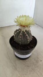 ASTROPHYTUM ASTERIAS “Purple”  Nº 990 – vaso 09 - Imagem 9