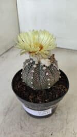 ASTROPHYTUM ASTERIAS “Purple”  Nº 990 – vaso 09 - Imagem 8