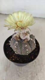 ASTROPHYTUM ASTERIAS “Purple”  Nº 990 – vaso 09 - Imagem 7