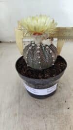 ASTROPHYTUM ASTERIAS “Purple”  Nº 990 – vaso 09 - Imagem 4