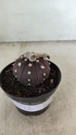 ASTROPHYTUM ASTERIAS “Purple”  Nº 991 – vaso 09 - Imagem 2
