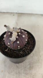 ASTROPHYTUM ASTERIAS “Purple”  Nº 991 – vaso 09 - Imagem 7
