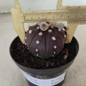 ASTROPHYTUM ASTERIAS “Purple”  Nº 991 – vaso 09