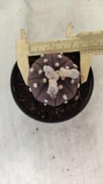 ASTROPHYTUM ASTERIAS “Purple”  Nº 991 – vaso 09 - Imagem 5