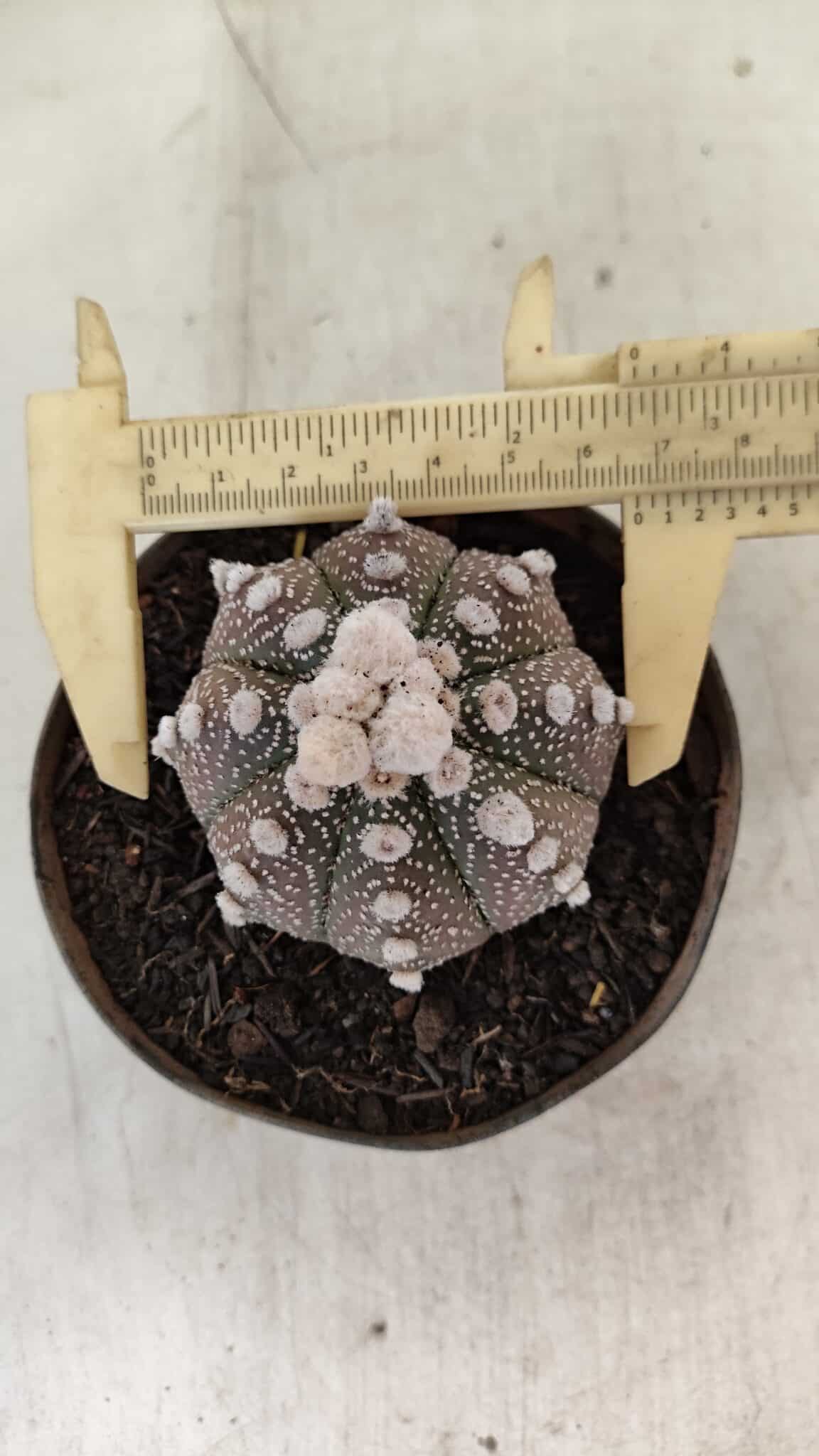ASTERIAS PURPLE 992 (10) ASTROPHYTUM ASTERIAS “Purple”  Nº 992 – vaso 09 - Imagem 1