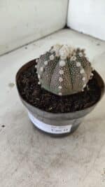 ASTROPHYTUM ASTERIAS “Purple”  Nº 992 – vaso 09 - Imagem 10