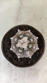 ASTROPHYTUM ASTERIAS “Purple”  Nº 992 – vaso 09 - Imagem 3