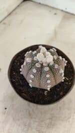 ASTROPHYTUM ASTERIAS “Purple”  Nº 992 – vaso 09 - Imagem 9