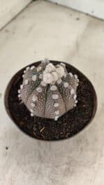 ASTROPHYTUM ASTERIAS “Purple”  Nº 992 – vaso 09 - Imagem 8