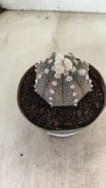 ASTROPHYTUM ASTERIAS “Purple”  Nº 992 – vaso 09 - Imagem 7