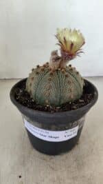 ASTROPHYTUM ASTERIAS STAR SHAPE Nº 860 – vaso 15 - Imagem 2