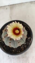 ASTROPHYTUM ASTERIAS STAR SHAPE Nº 860 – vaso 15