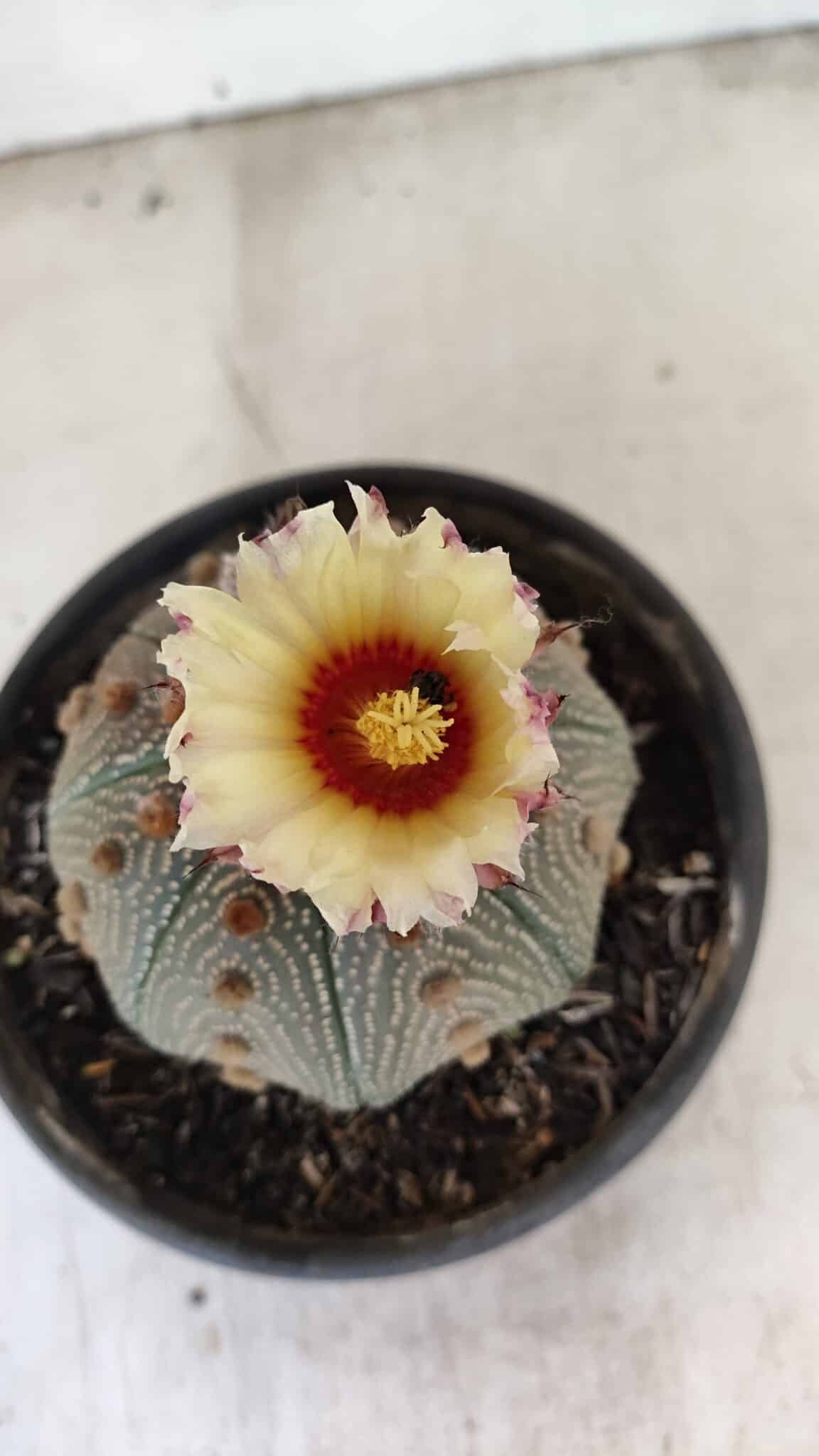 ASTERIAS STAR SHAPE 860 (2) ASTROPHYTUM ASTERIAS STAR SHAPE Nº 860 – vaso 15 - Imagem 1