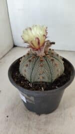 ASTROPHYTUM ASTERIAS STAR SHAPE Nº 860 – vaso 15 - Imagem 8