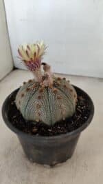 ASTROPHYTUM ASTERIAS STAR SHAPE Nº 860 – vaso 15 - Imagem 7