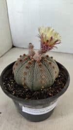 ASTROPHYTUM ASTERIAS STAR SHAPE Nº 860 – vaso 15 - Imagem 6