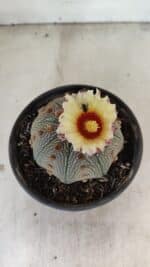 ASTROPHYTUM ASTERIAS STAR SHAPE Nº 860 – vaso 15 - Imagem 5