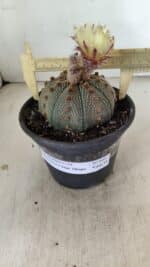 ASTROPHYTUM ASTERIAS STAR SHAPE Nº 860 – vaso 15 - Imagem 4