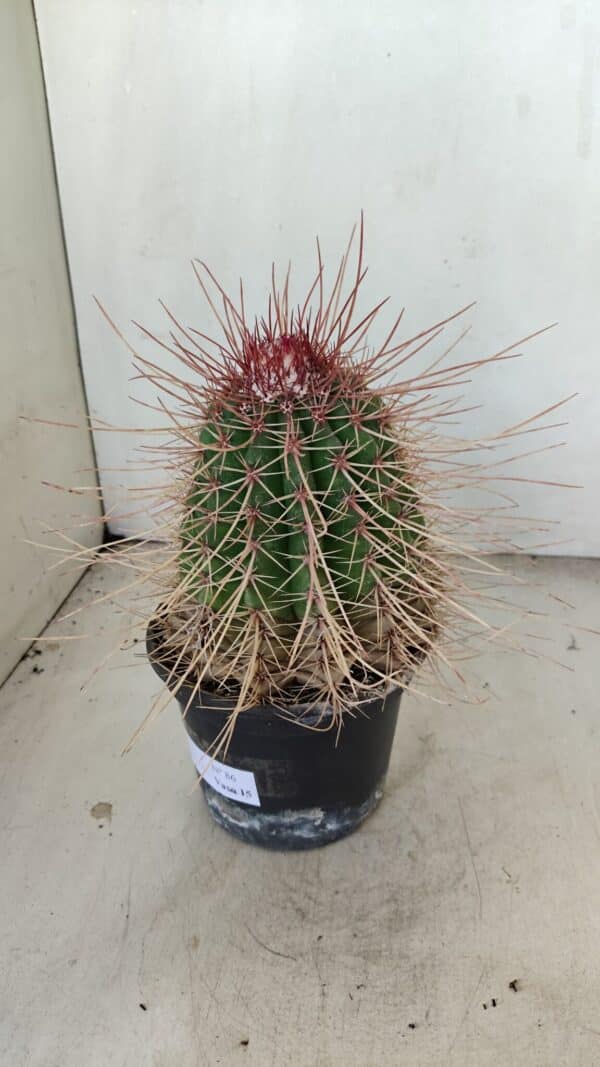 CACTOS Nº 86 – vaso 15 - Imagem 7