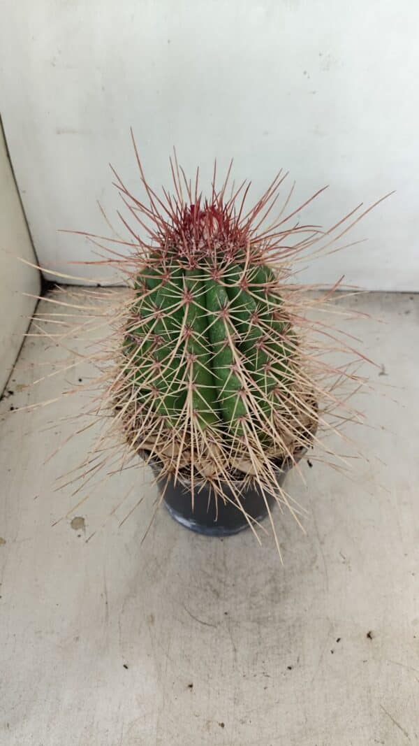 CACTOS Nº 86 – vaso 15 - Imagem 5