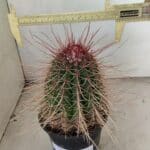 CACTOS Nº 86 – vaso 15