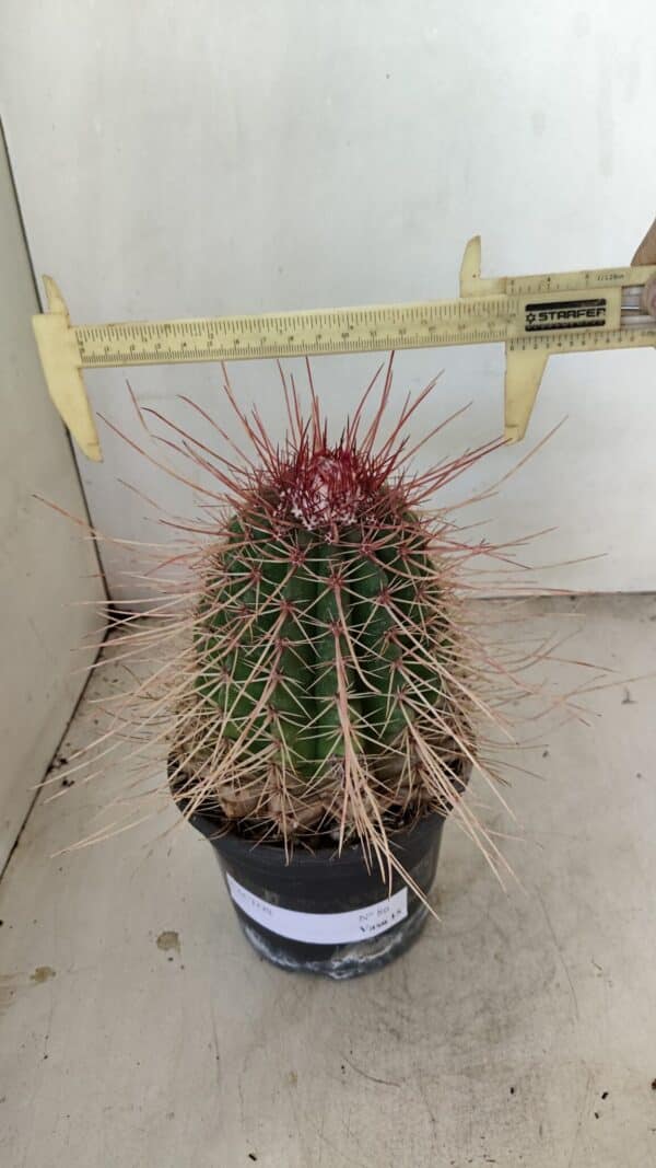 CACTOS Nº 86 – vaso 15 - Imagem 1