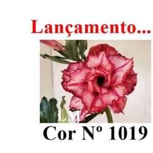 ENXERTO COR LM 1019