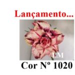 ENXERTO COR LM 1020