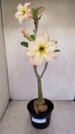 Planta Dobrada 3441 – 35cm – 03 anos
