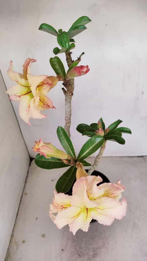 Planta Dobrada 3441 – 35cm – 03 anos - Imagem 4