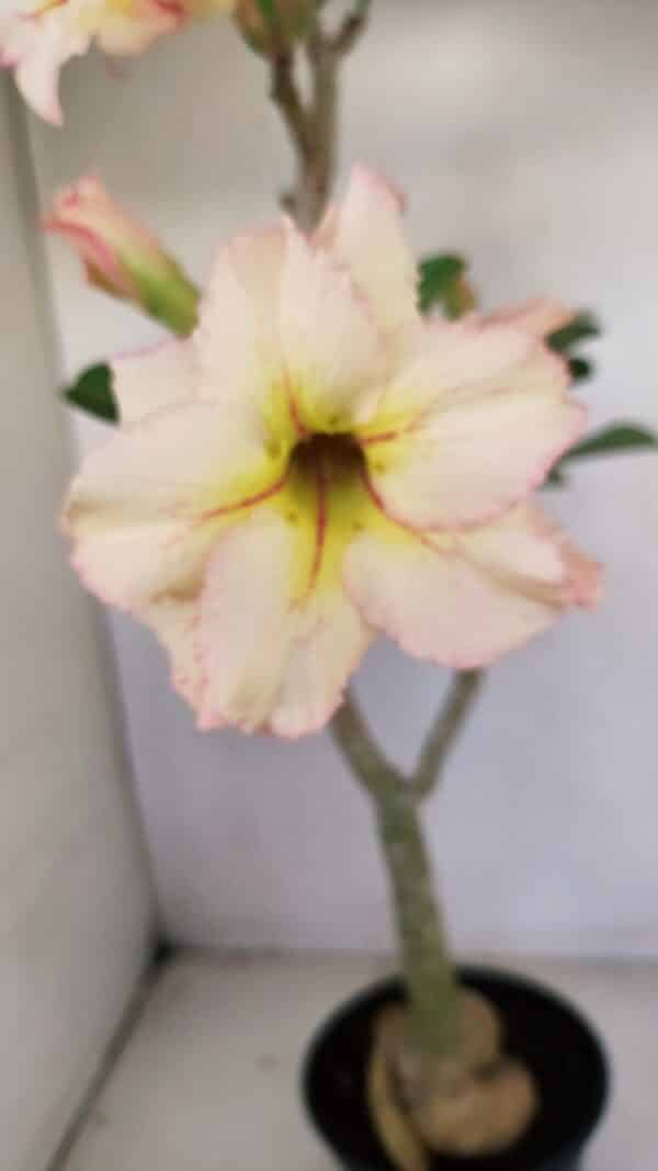 Planta Dobrada 3441 – 35cm – 03 anos - Imagem 6