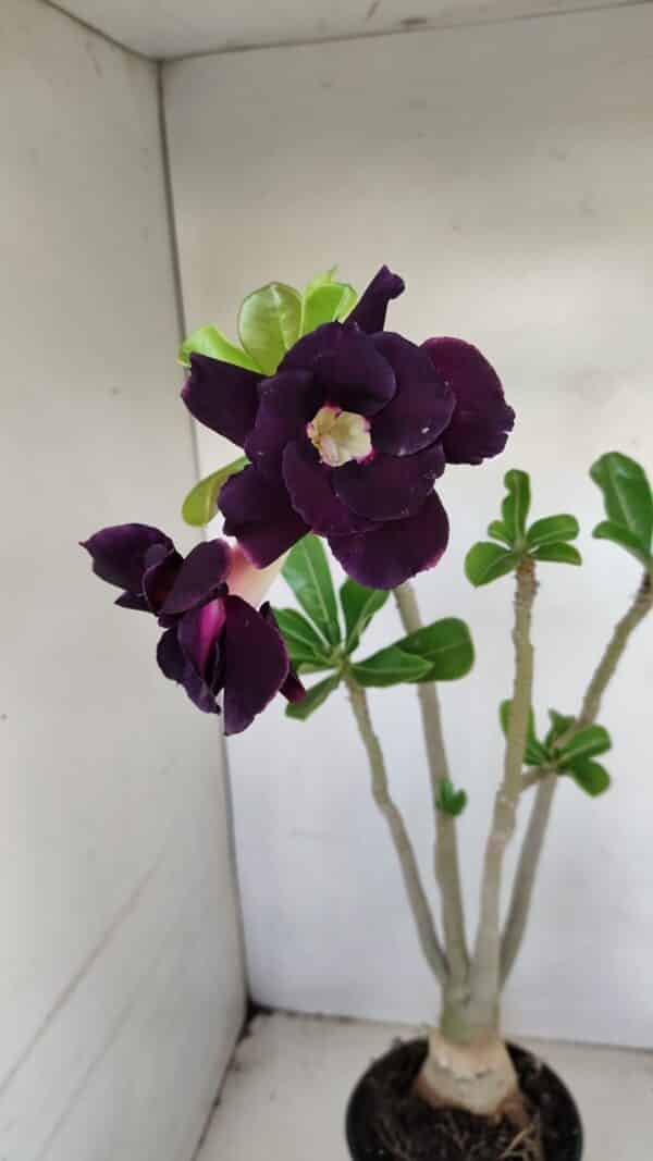 Planta Dobrada 3442 – 35cm – 03 anos - Imagem 1