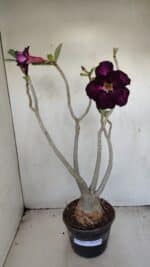 Planta Dobrada 3443 – 35cm – 03 anos - Imagem 2