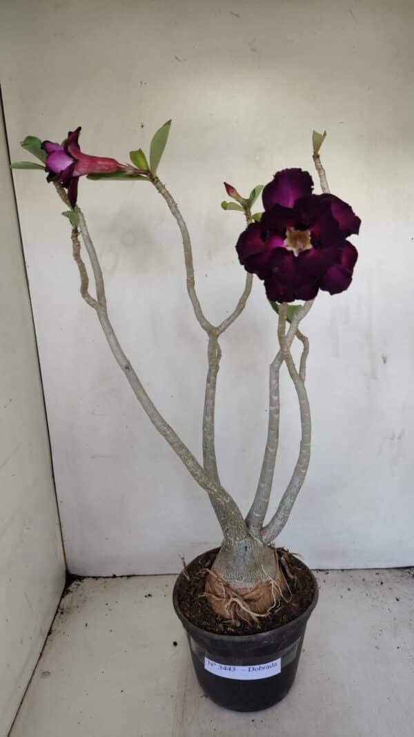 Planta Dobrada 3443 – 35cm – 03 anos - Imagem 2