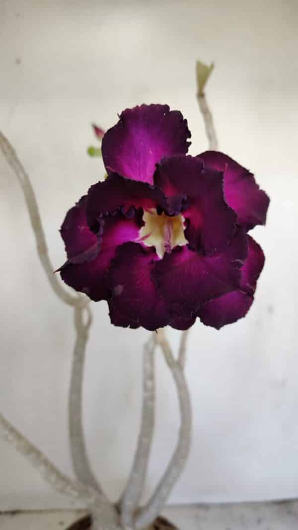 Planta Dobrada 3443 – 35cm – 03 anos - Imagem 1