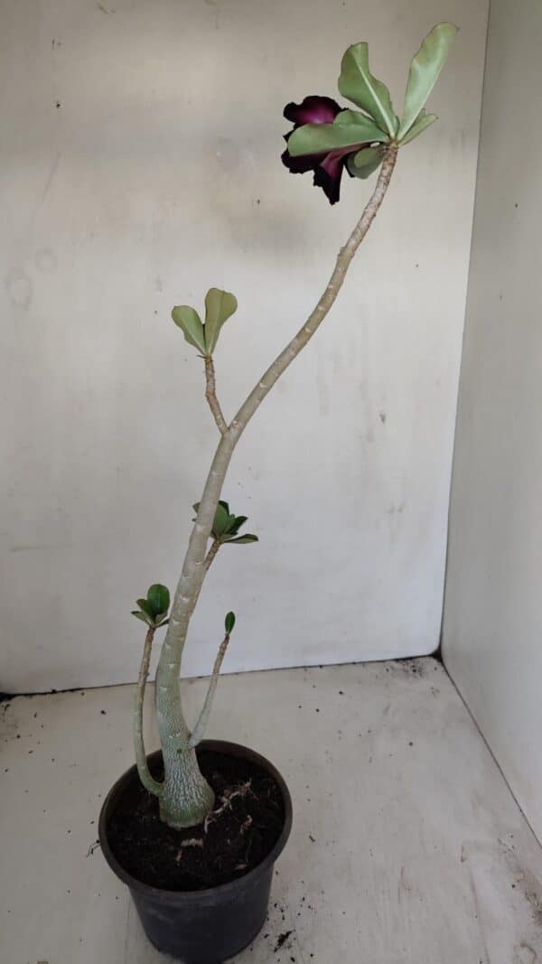 Planta Dobrada 3444 – 35cm – 03 anos - Imagem 5