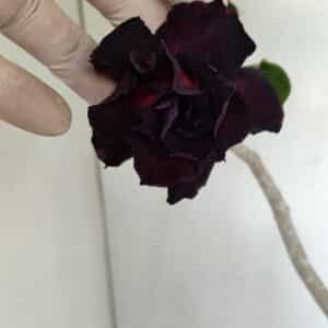 Planta Dobrada 3444 – 35cm – 03 anos
