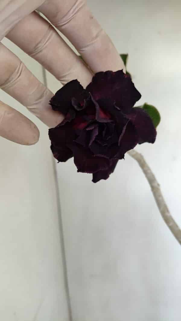 Planta Dobrada 3444 – 35cm – 03 anos - Imagem 1