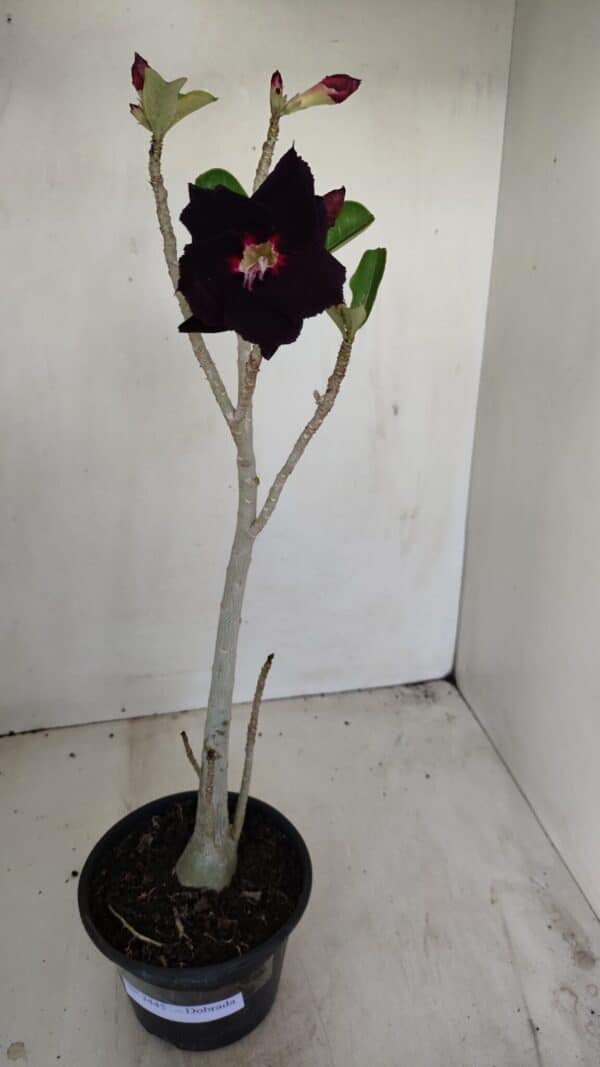 Planta Dobrada 3445 – 35cm – 03 anos - Imagem 1