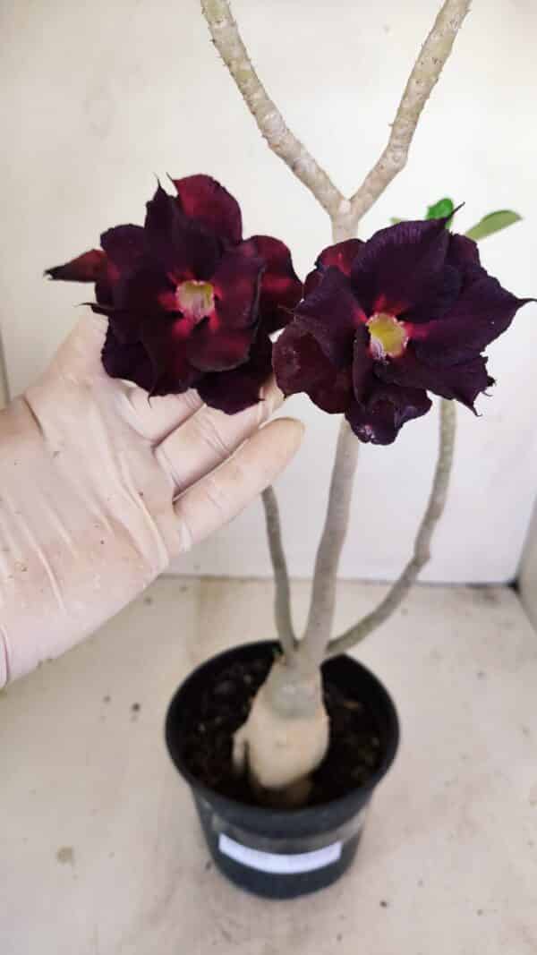 Planta Dobrada 3446 – 35cm – 03 anos - Imagem 1