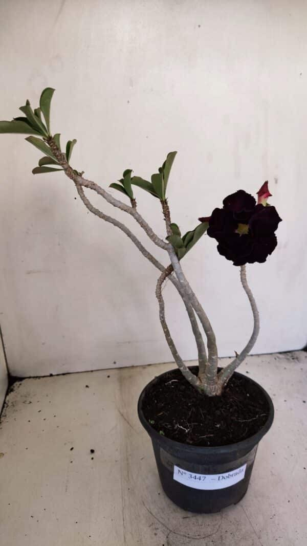 Planta Dobrada 3447 – 30cm – 03 anos - Imagem 2