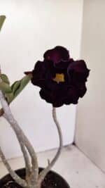 Planta Dobrada 3447 – 30cm – 03 anos