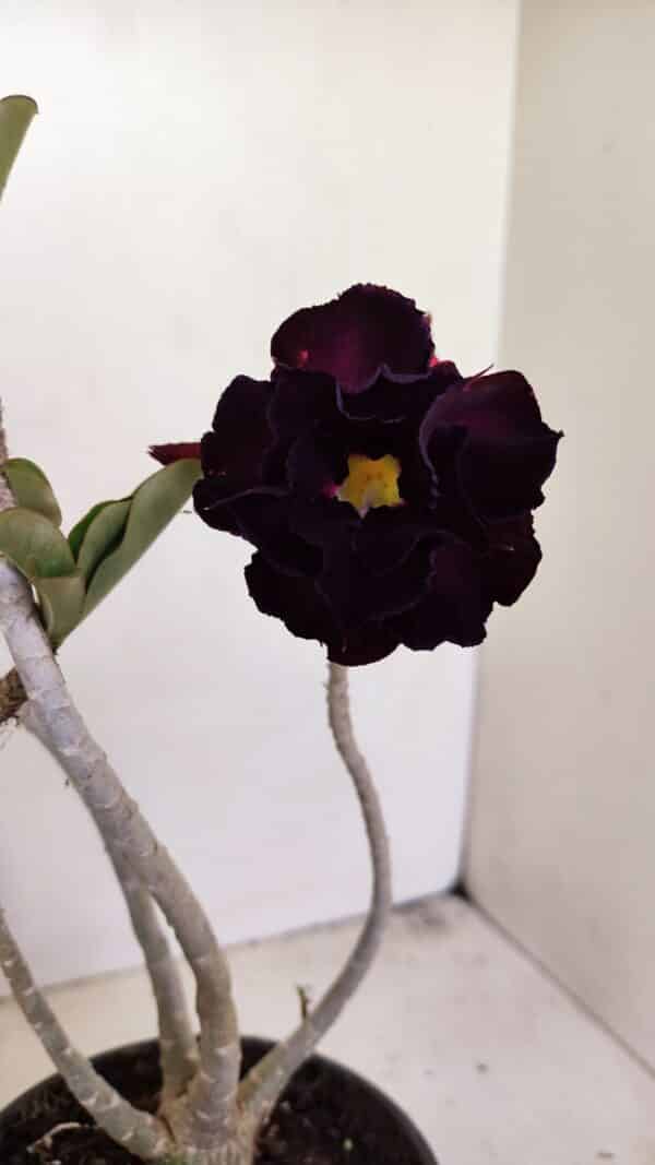 Planta Dobrada 3447 – 30cm – 03 anos - Imagem 1
