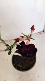 Planta Dobrada 3447 – 30cm – 03 anos - Imagem 6