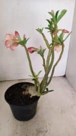 Planta Dobrada 3406 – 35cm – 03 anos - Imagem 4
