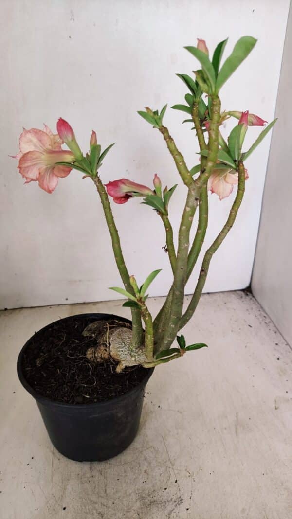 Planta Dobrada 3406 – 35cm – 03 anos - Imagem 4