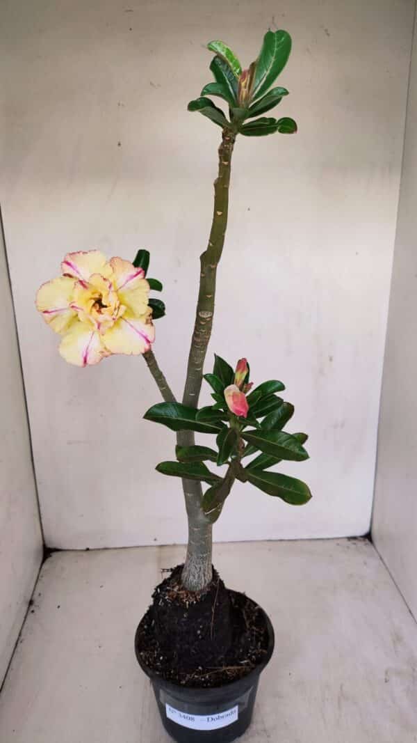 Planta Dobrada 3408 – 35cm – 03 anos - Imagem 2